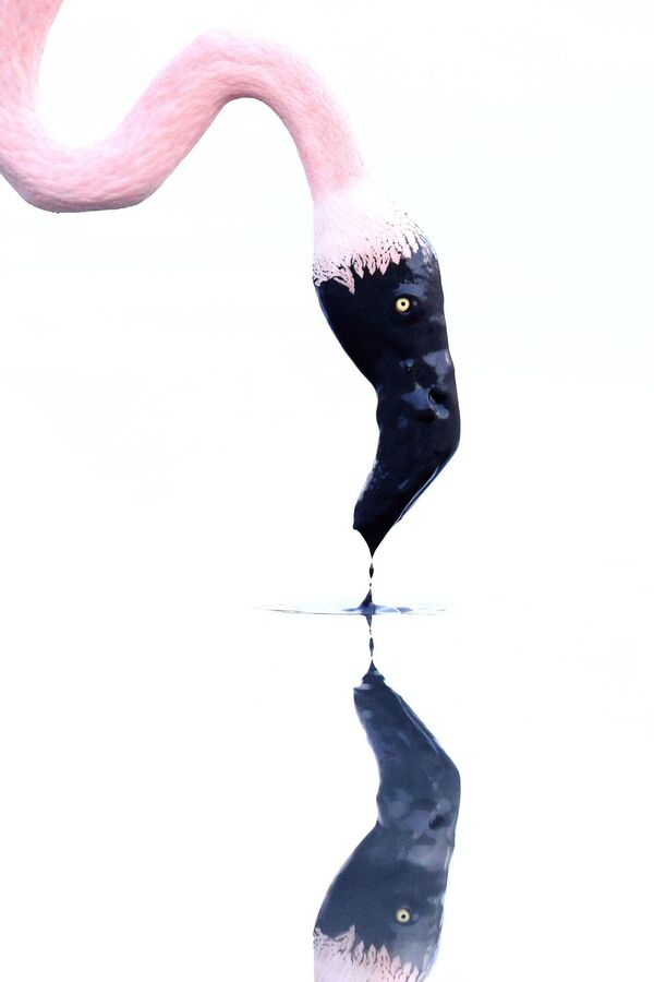 Победитель в категории &quot;Портрет животного&quot; – Джонатан Луар с работой &quot;Перо и чернильница&quot;.Этот снимок розового фламинго был сделан прошлой зимой в Камарге. - Sputnik Беларусь