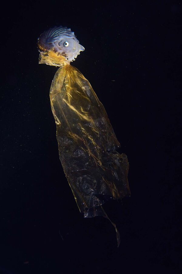 Работа фотографа Икс Джей То &quot;Грустное пончо&quot; победила в категории &quot;Человек и природа&quot;. На фото – наутилус, обычно маленькие хваткие существа, которые цепляются за проплывающих в океане медуз. Однако этот ухватился за пластиковую упаковку. - Sputnik Беларусь