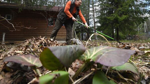 Мужчина убирает осеннюю листву на своем дачном участке - Sputnik Беларусь