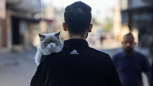 Палестинец несет кошку по пути в укрытие во время израильского авиаудара по Рафаху на юге сектора Газа - Sputnik Беларусь