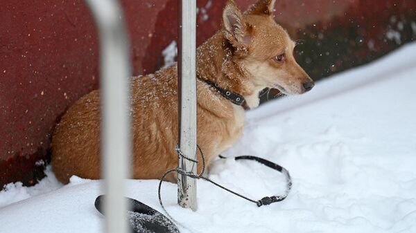 Собака ждет хозяина - Sputnik Беларусь