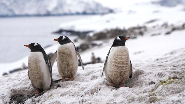 Пингвины в Антарктиде - Sputnik Беларусь