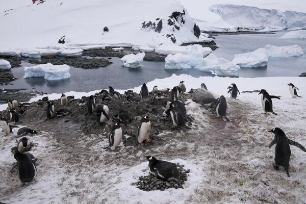 Пингвины у чилийской базы в Антарктиде. - Sputnik Беларусь
