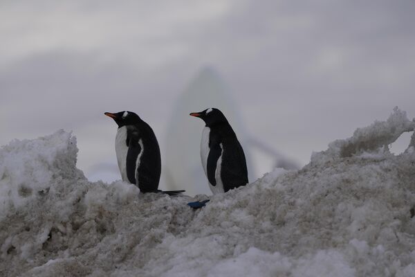 Папуанские пингвины гуляют по военной базе Бернардо О&#x27;Хиггинс. - Sputnik Беларусь