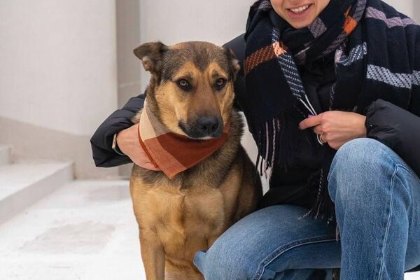 Акция по поиску хозяев для бездомных собак - Sputnik Беларусь