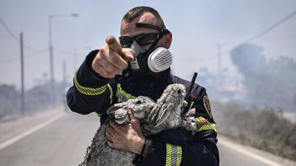 Пожарный со спасанными кроликами и кошкой во время природного пожара на греческом острове Родос, 24 июля 2023 года - Sputnik Беларусь