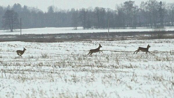 Косули зимой - Sputnik Беларусь