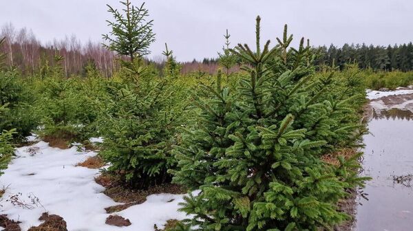 От семян до большого дерева: как лесхозы выращивают ели к Новому году - Sputnik Беларусь