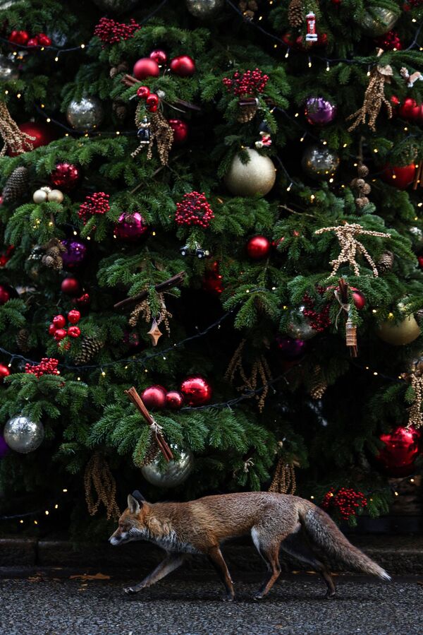 Лиса возле рождественской елки возле резиденции британского премьер-министра на Даунинг-стрит, 10 - Sputnik Беларусь