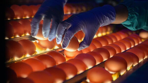 Проверка качества яиц на овоскопе - Sputnik Беларусь