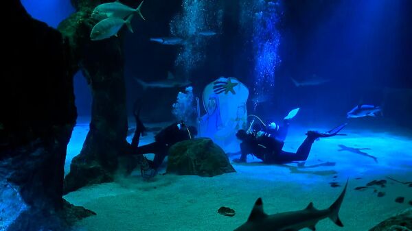 Зоопарк Мадрида воссоздал сцену Рождества на дне аквариума с акулами (видео) - Sputnik Беларусь