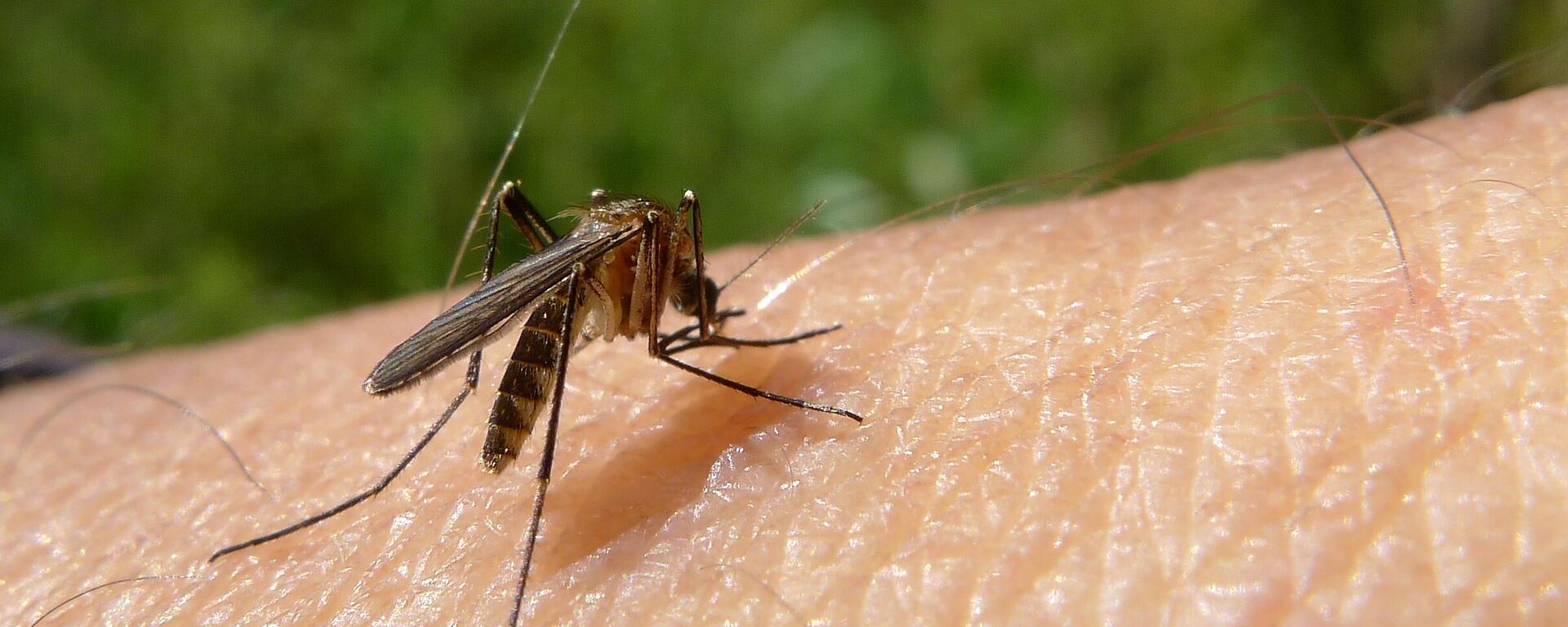 Комар, архивное фото - Sputnik Беларусь, 1920, 05.10.2025