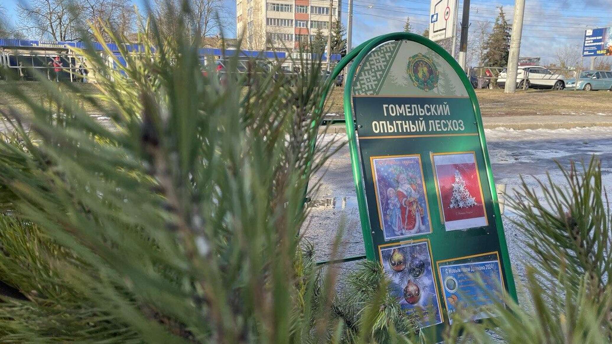 Какого числа ставить елку в 2025 году. Какого числа ставить елку в 2025 году