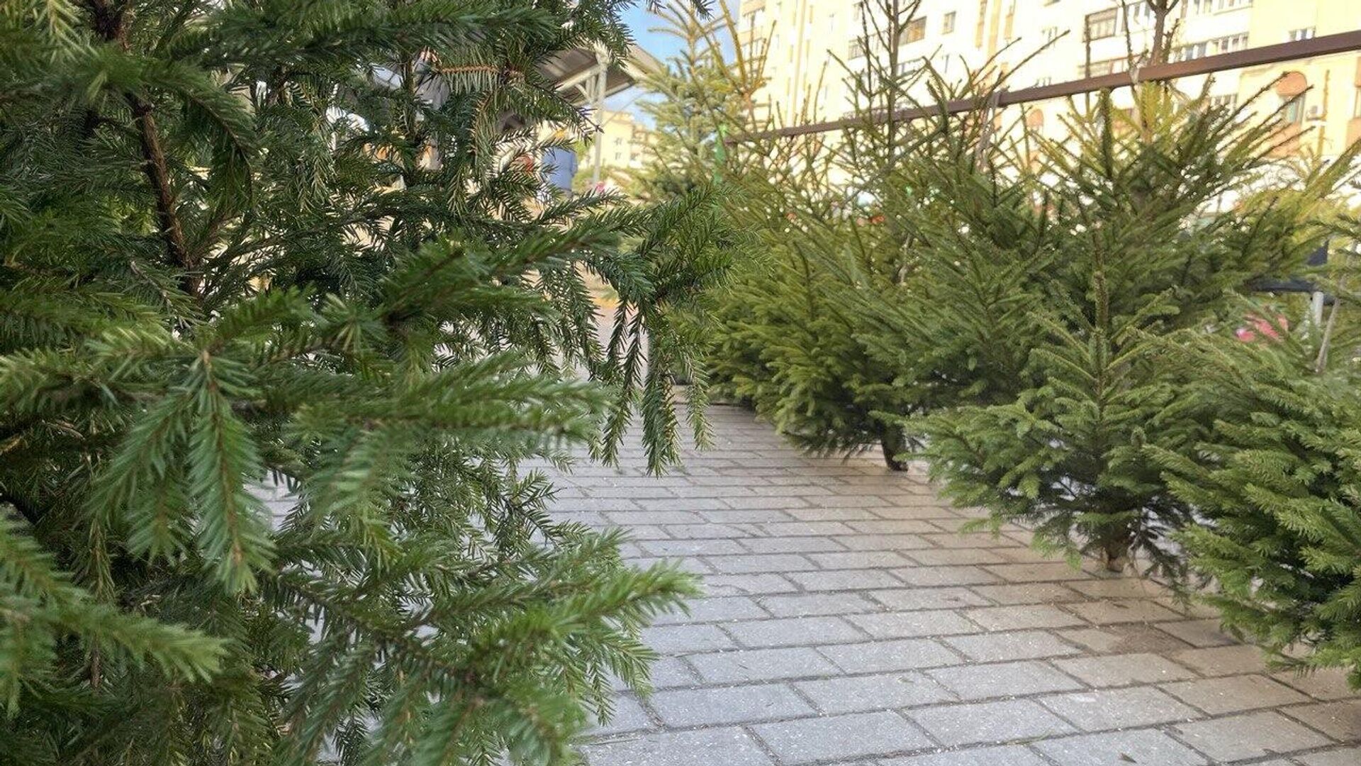 Елочные базары начнут работать в Минске с 22 декабря Елочные базары начнут работать в Минске с 22 декабря