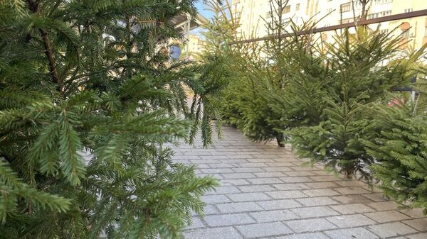Центральный рынок города Гомеля. Елочная продукция лесничеств области из частных питомников - Sputnik Беларусь