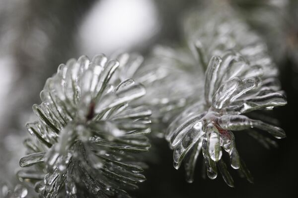 Лед покрывает иголки деревьев - Sputnik Беларусь