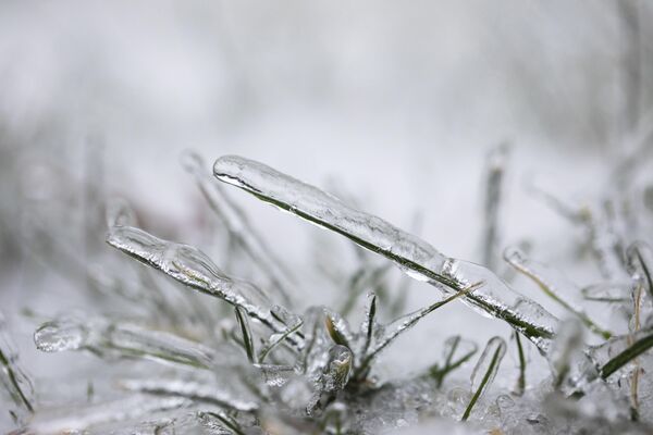 Покрытые льдом травинки - Sputnik Беларусь