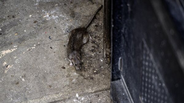 Крыса выбегает из подвала здания во время операции по уничтожению крыс - Sputnik Беларусь