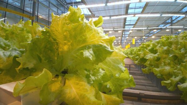 Шоколадные томаты: в тепличном комбинате Минска рассказали о новинках сезона