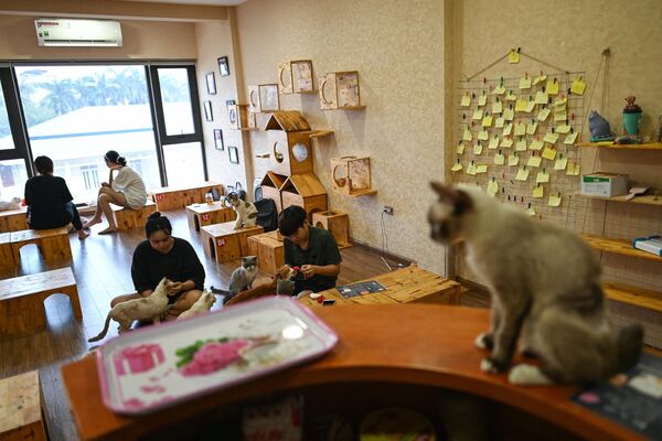 Посетители играют со спасенными кошками в Ngao's Home, единственном в своем роде кафе в Ханое - Sputnik Беларусь