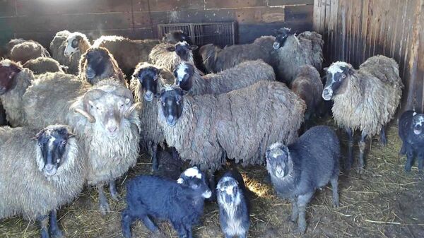 У белорусского фермера арестовали стадо овец за неуплату алиментов - Sputnik Беларусь