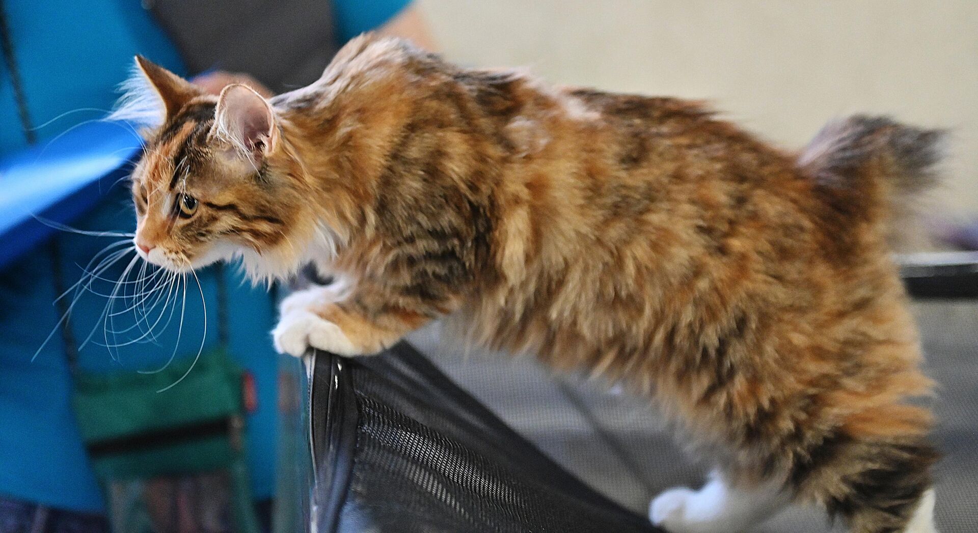 Кошка породы курильский бобтейл на выставке КоШарики Шоу в Сокольниках - Sputnik Беларусь, 1920, 23.10.2025