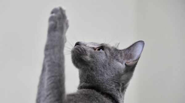 Кошка породы русская голубая - Sputnik Беларусь