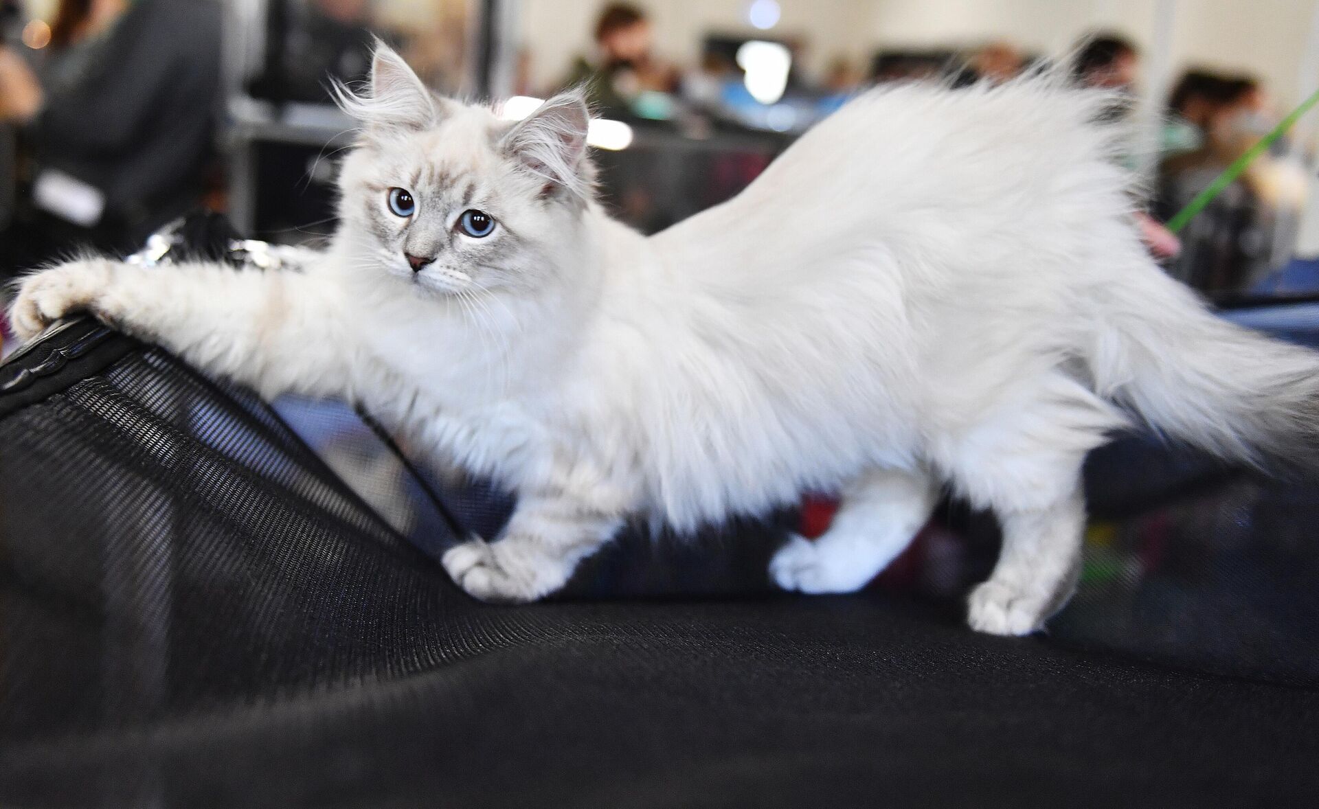 Кошка породы невская маскарадная - Sputnik Беларусь, 1920, 13.08.2025