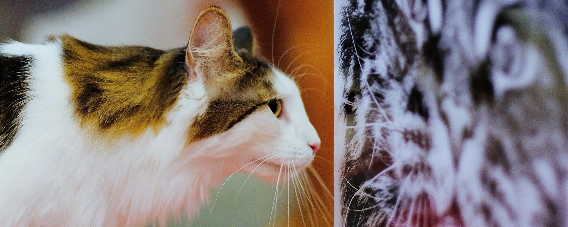 Кошка породы сибирская  - Sputnik Беларусь, 1920, 01.03.2024