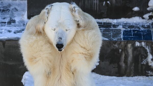 Белая медведица Герда в вольере Новосибирского зоопарка - Sputnik Беларусь