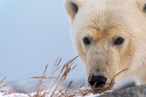 Белый медведь на мысе Кожевникова, Чукотка - Sputnik Беларусь