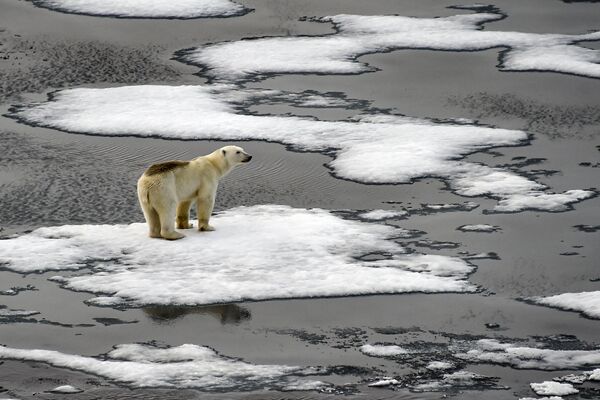 Белый медведь на льдинах в Британском проливе на архипелаге Земля Франца-Иосифа. - Sputnik Беларусь