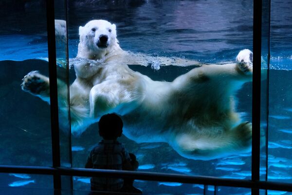 Белый медведь плавает в аквариуме тематического парка Hakkeijima Sea Paradise в Иокогаме. - Sputnik Беларусь