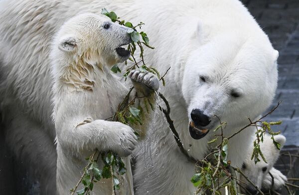 Белые медведи в Новосибирском зоопарке - Sputnik Беларусь