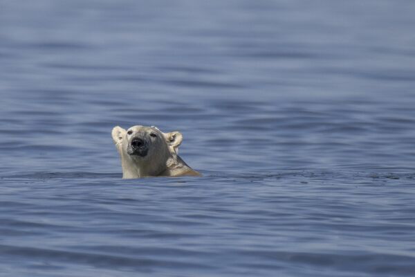 Белый медведь плывет вдоль побережья Гудзонова залива. - Sputnik Беларусь