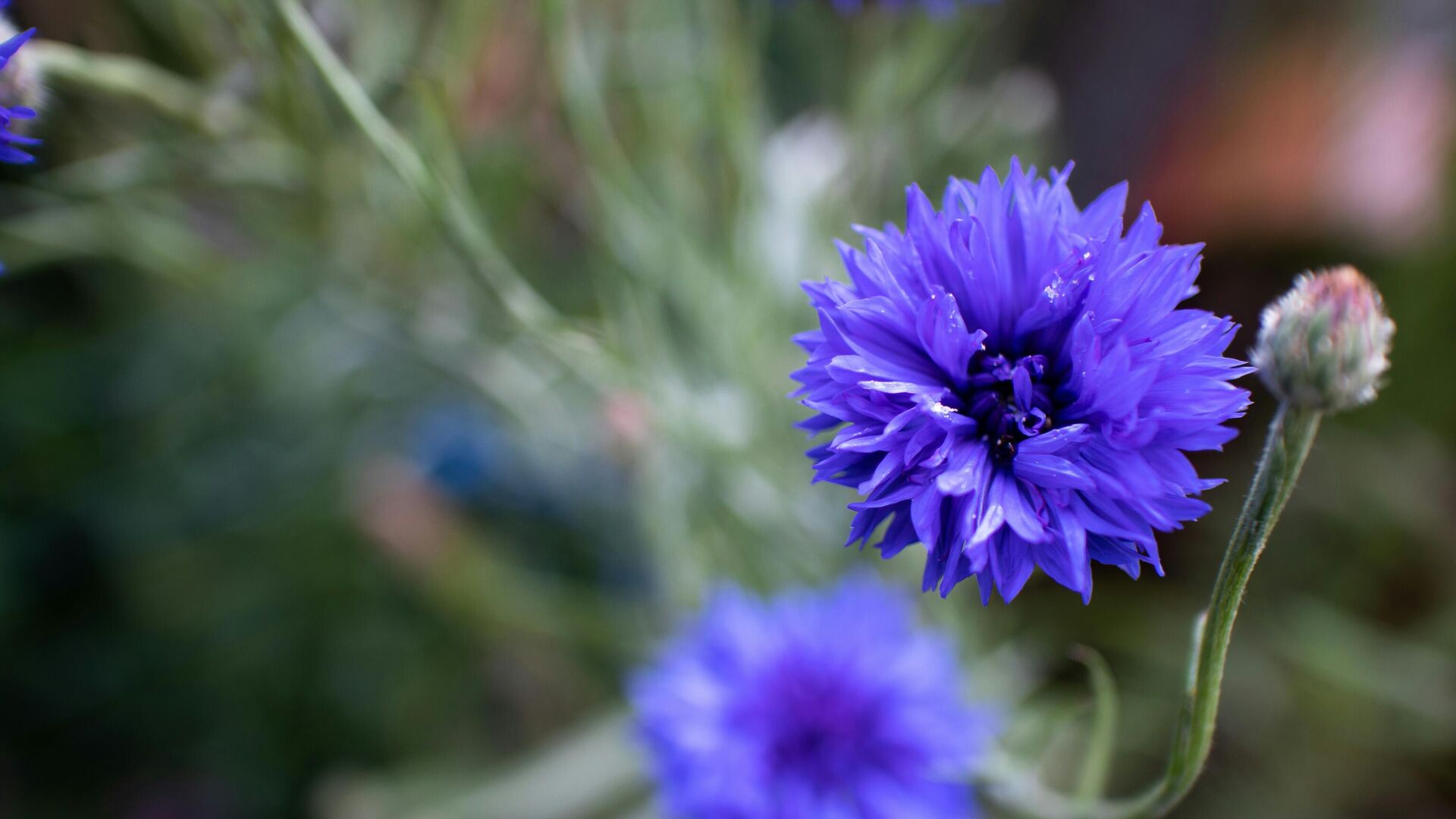 Василек - Sputnik Беларусь, 1920, 01.11.2024