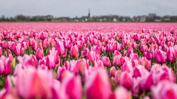 Цветение тюльпанов в Нидерландах - Sputnik Беларусь
