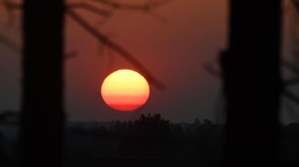 Закатное солнце над лесом - Sputnik Беларусь