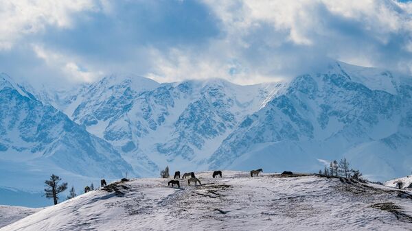 Лошади пасутся на горе в Кош-Агачском районе Республики Алтай - Sputnik Беларусь