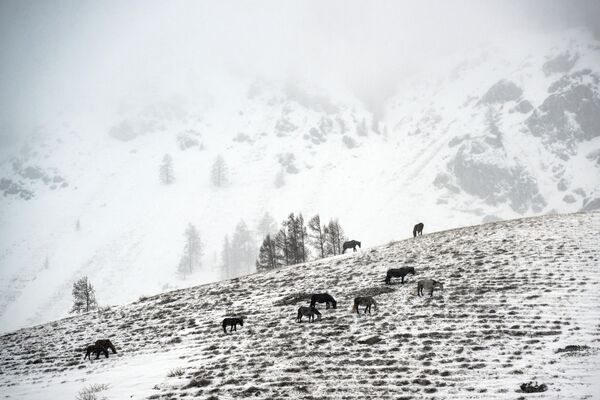 Лошади пасутся на горе в метель в Улаганском районе. - Sputnik Беларусь