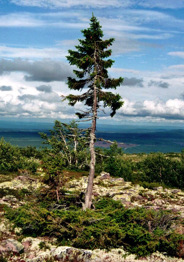 Старый Тикко растет на горе Фулуфьеллет в провинции Даларна в Швеции, это экземпляр ели обыкновенной. Считается старейшим из известных живых экземпляров этого вида деревьев. Надземная часть растения живет не более 600 лет, однако, как показал генетический анализ и исследование с помощью радиоуглеродного метода, возраст корневой системы Старого Тикко составляет около 9565 лет. Кроме того, в горах Фулу были обнаружены еще 20 елей возрастом более 8000 лет.   - Sputnik Беларусь