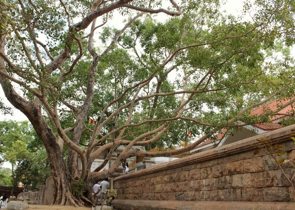 Джайя Шри Маха Бодхи – фикус священный, который растет в Анурадхапуре, Шри-Ланка. По легенде, его вырастили из отростка Дерева Бодхи, под которым принц Гаутама достиг просветления и стал Буддой. Дерево высажено в 288 году до н. э., это старейшее живое дерево, посаженное человеком. - Sputnik Беларусь