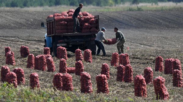 Сбор урожая картофеля  - Sputnik Беларусь