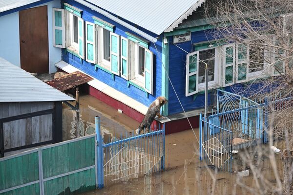 Собака у затопленного жилого дома в микрорайоне Ситцовка в Оренбурге.  - Sputnik Беларусь