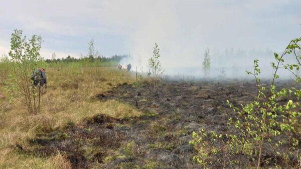 Лесной пожар в Полесском лесхозе - Sputnik Беларусь