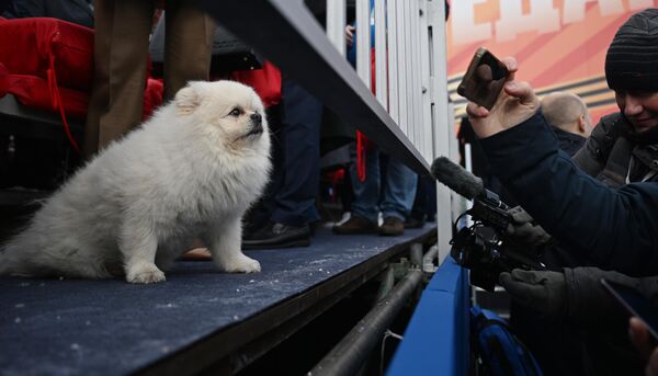 Домашний любимец президента Беларуси Александра Лукашенко шпиц Умка на зрительской трибуне на Красной площади в Москве перед началом военного парада в честь 79-летия Победы в Великой Отечественной войне (9 мая 2024 года).