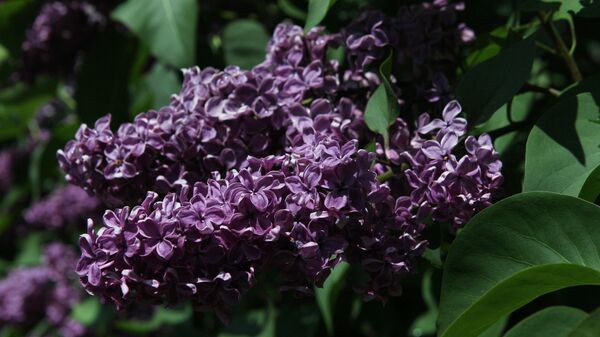 Сирень  - Sputnik Беларусь