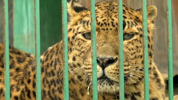 Как живут тигры, пумы и леопарды в приюте для диких кошек в Ленобласти (видео) - Sputnik Беларусь