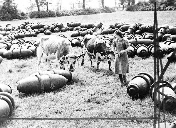 Французская доярка ведет коров через луг, на котором лежат 450-килограммовые бомбы ВВС Великобритании, Нормандия, август 1944 года. - Sputnik Беларусь