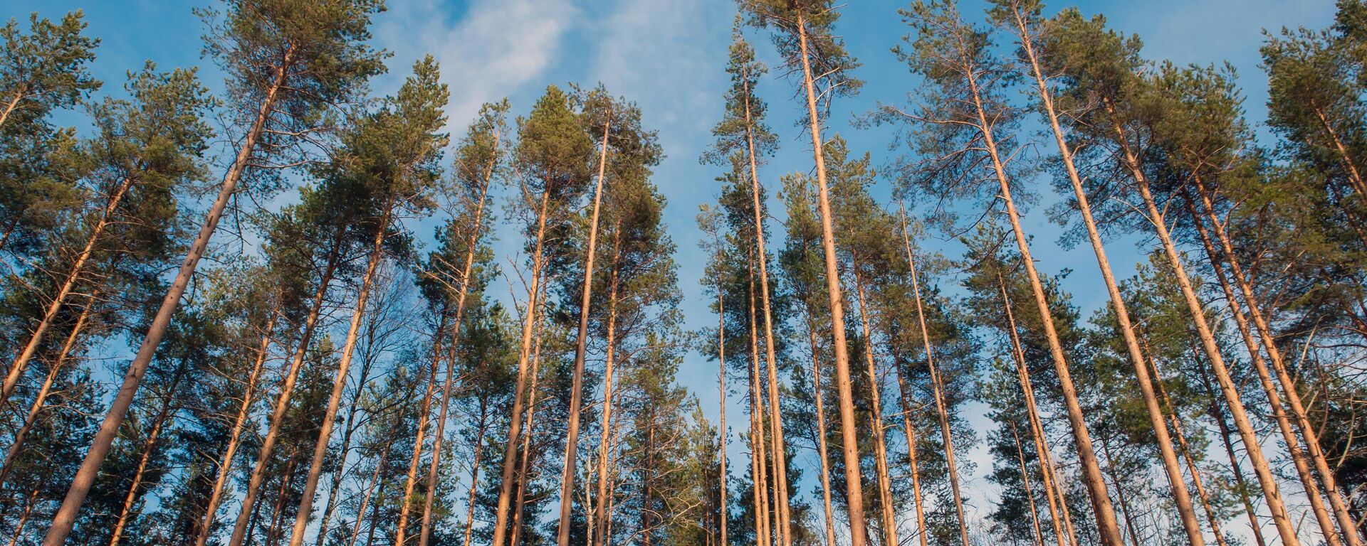 Сасновы бор - Sputnik Беларусь, 1920, 24.03.2026